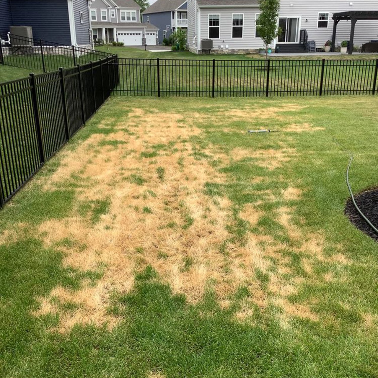 How Do You Treat Ascochyta Leaf Blight In Your Lawn?